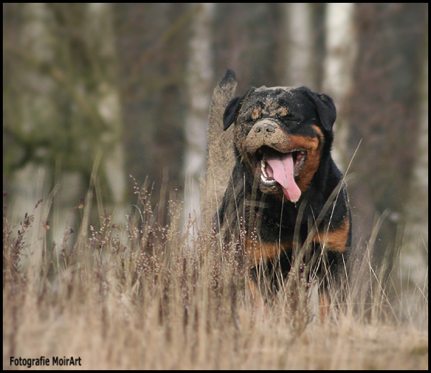 www.MoirArt.nl