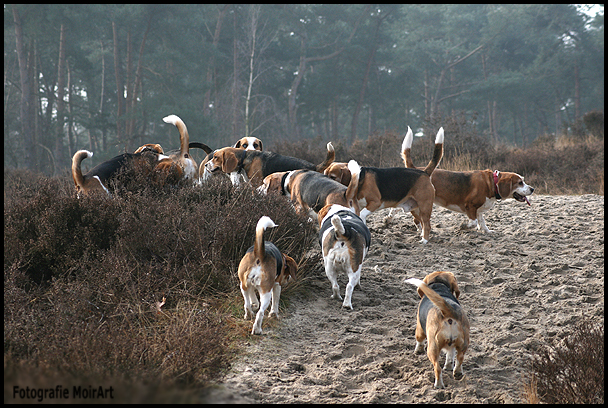 www.MoirArt.nl